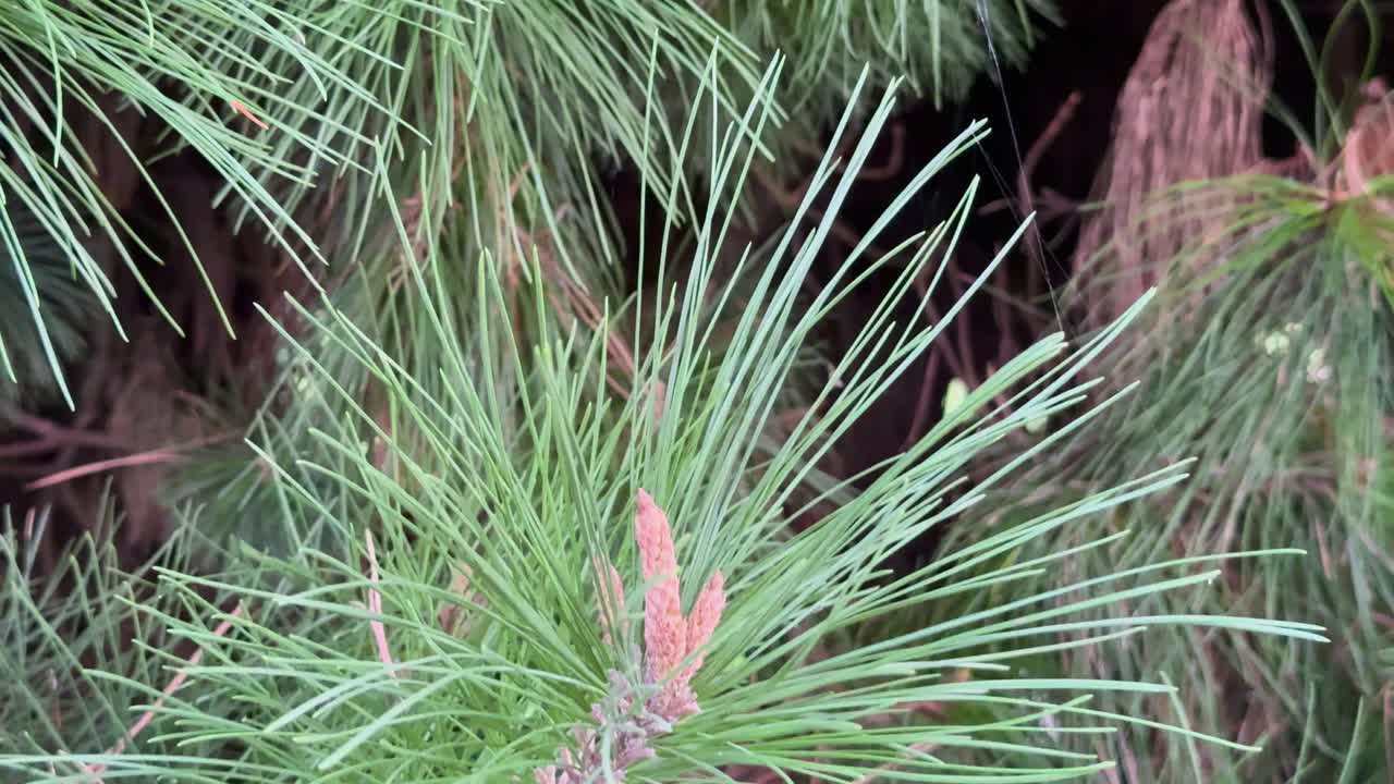 Close-up slow motion video of pine needles and cones in natural light, highlighting texture and movement in a serene forest setting