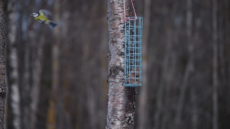 static view of the flight of little bird in the forest