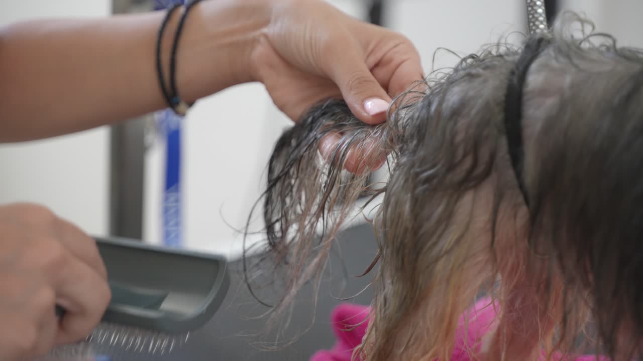 Combing tail of a dog after shower in a grooming salon