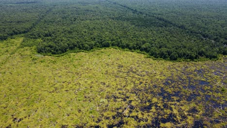 Great-Dismal-Swamp-is-a-large-swamp-in-the-Coastal-Plain-Region-of-southeastern-Virginia-and-northeastern-North-Carolina,-between-Norfolk,-Virginia,-and-Elizabeth-City,-North-Carolina