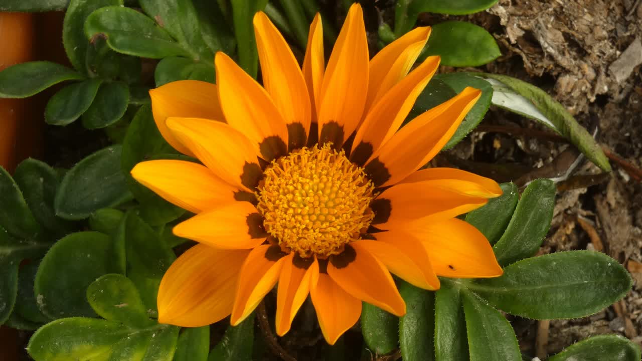 A top down Gazania linearis flower. Bright yellow petals and in a dark spot at the base. In the middle there is a central disk also yellow. Below it are green leaves.