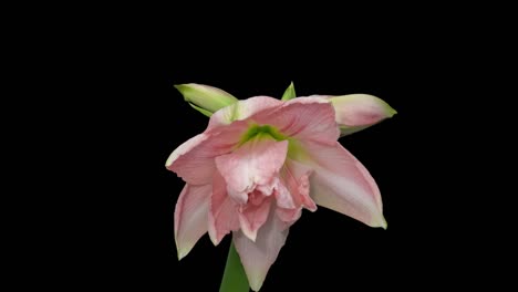 macro time lapse blooming amaryllis (hippeastrum) flower, isolated on pure black background