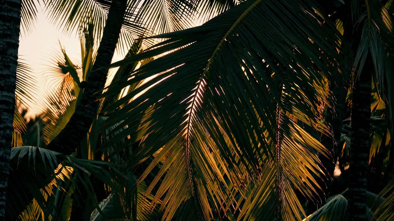Sunlit palm leaves create a tropical vibe in this video. The low-angle shot highlights the texture