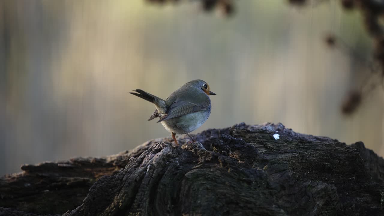 나무 줄기에 앉아 있는 로빈