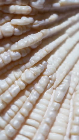 closeup of a seashell