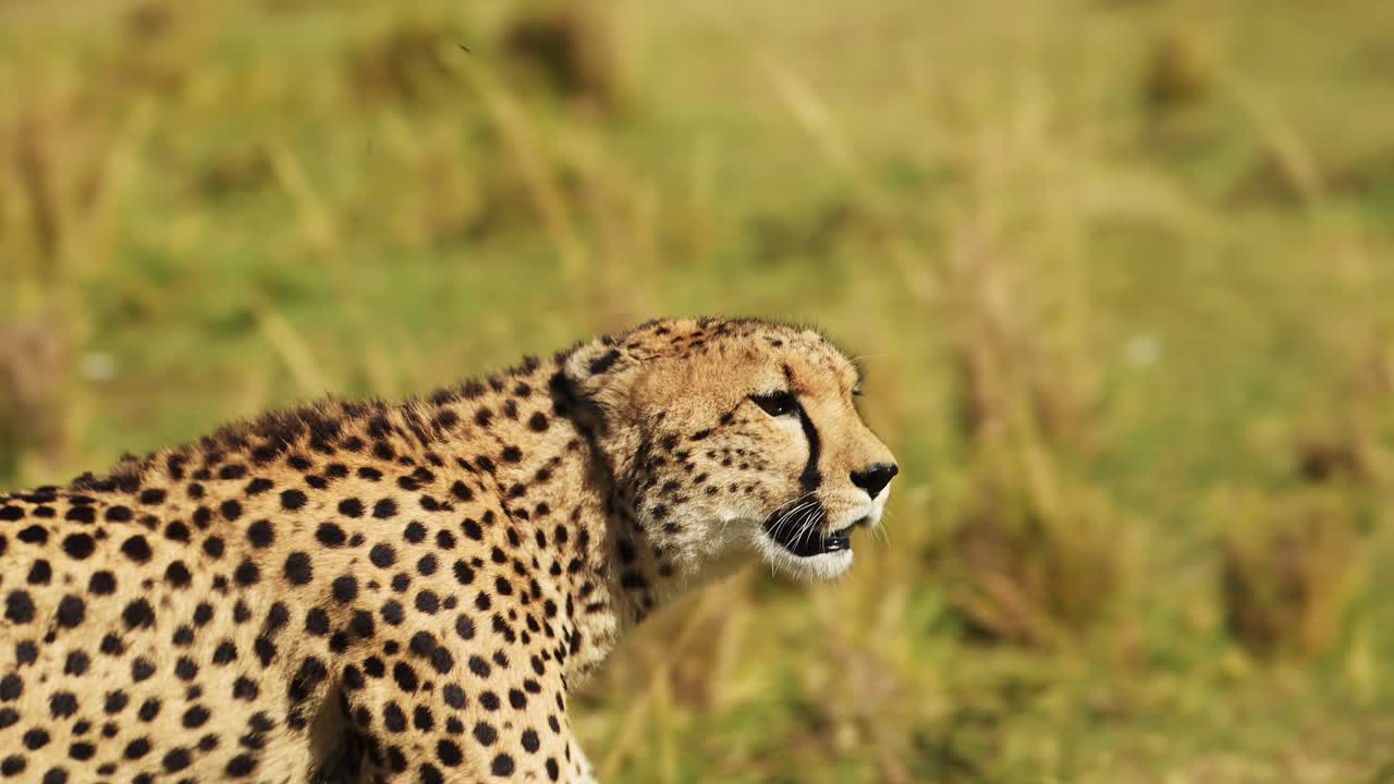 cámara lenta de un guepardo caminando en la sabana, masai mara safari africano animales salvajes en áfrica, kenia en masai mara, cerca de detalle de la cabeza y la cara mirando a su alrededor para la presa mientras caza