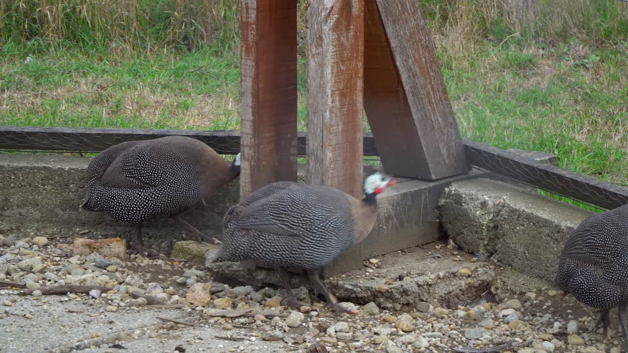 Close-up of an energetic and beautiful flock of guinea fowls running up and down in a fenced pen in Puszta, Hungary