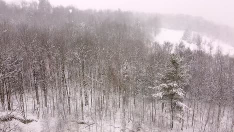 snow-covered forest in sherbrooke, canada during gentle winter snowfall
