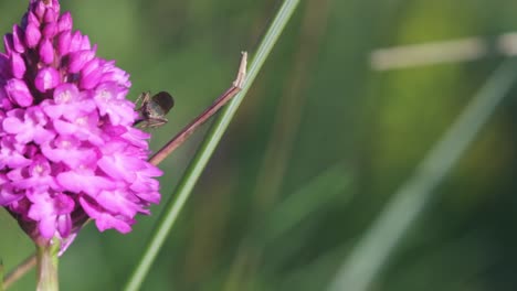 an insect is standing on a pyramidal orchid in grassy meadow