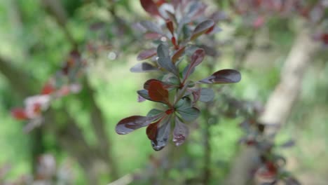 wet barberry leaves swaying in the wind after the rain