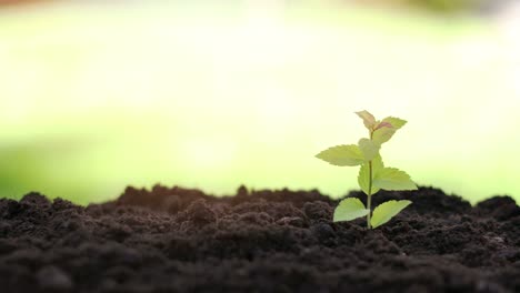 young plant growing in garden soil. 4k dolly shot