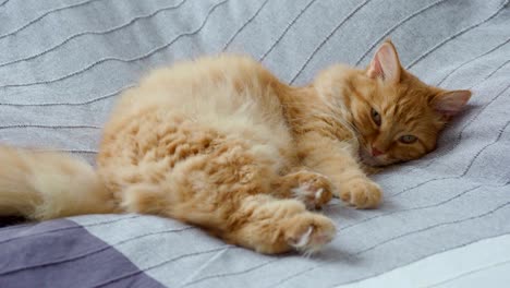 cute ginger cat lying in bed on grey blanket, fluffy pet is going to sleep. cozy home background