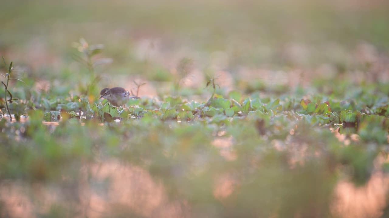 A small, brown and white bird stands amidst a bed of vibrant green foliage, bathed in the soft, warm glow of the morning sun.