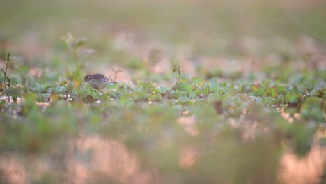 a small, brown and white bird stands amidst a bed of vibrant green foliage, bathed in the soft, warm glow of the morning sun.
