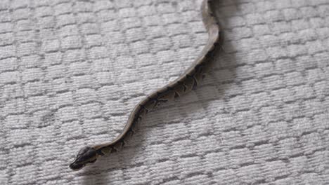 Baby phyton moving around hands