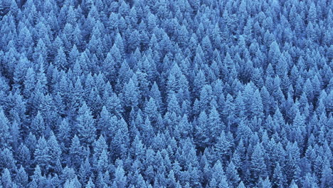 colorado christmas shaded cool blue rocky mountains snowing below freezing frosted first snow pine tree forest evergreen morrison denver mount blue sky evans cinematic aerial drone to the right motion