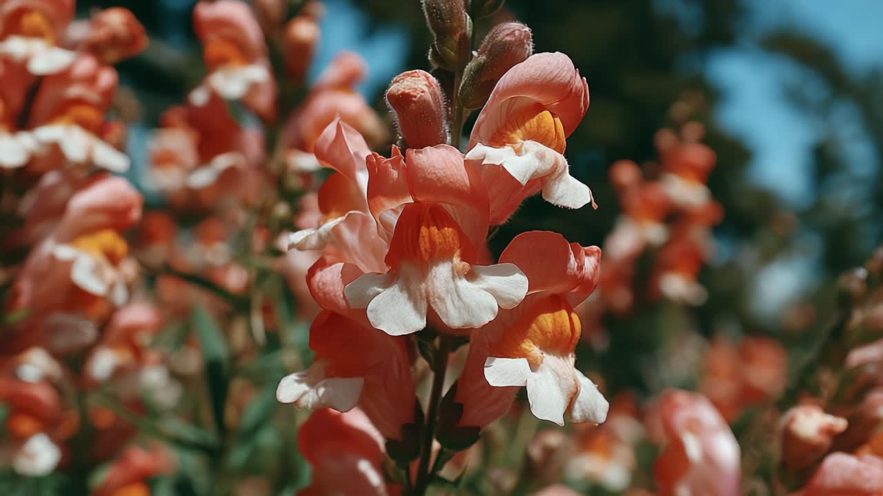 Uno splendido primo piano di vivaci bocche di leone in piena fioritura, che mostrano i loro petali delicati e i colori ricchi contro un cielo azzurro brillante, perfetto per gli amanti del giardinaggio e gli appassionati della natura