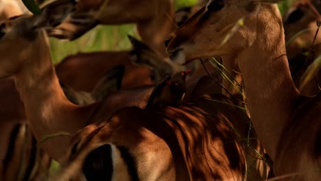 Oxpecker-birds-sitting-on-Impala's-back