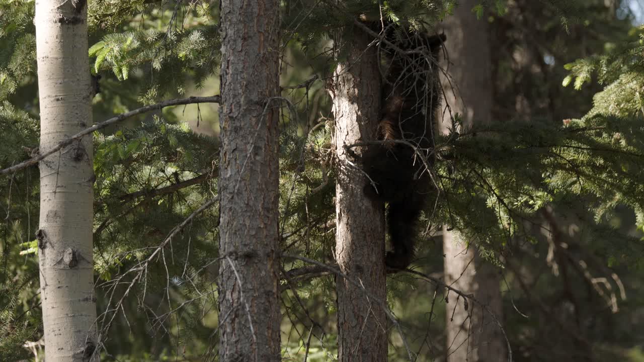A young grizzly bear cub shows off its climbing skills on a slender tree amidst the lush greenery of a dense forest
