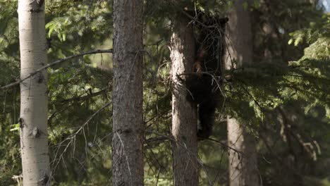 Ein-Junger-Grizzlybär-Zeigt-Seine-Kletterfähigkeiten-Auf-Einem-Schlanken-Baum-Inmitten-Des-üppigen-Grüns-Eines-Dichten-Waldes