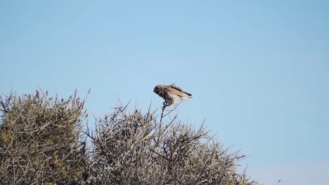 Grabende-Eule,-Die-Auf-Dem-Ast-Eines-Buschbaums-In-Caleta-Valdes,-Chubut,-Argentinien,-Pooping