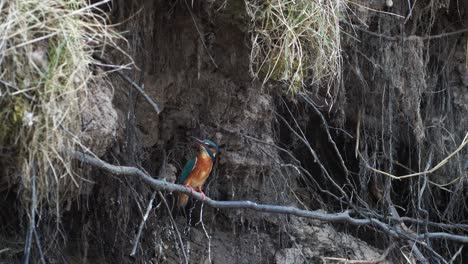 common kingfisher is sitting on the branches near river looking for food and nest