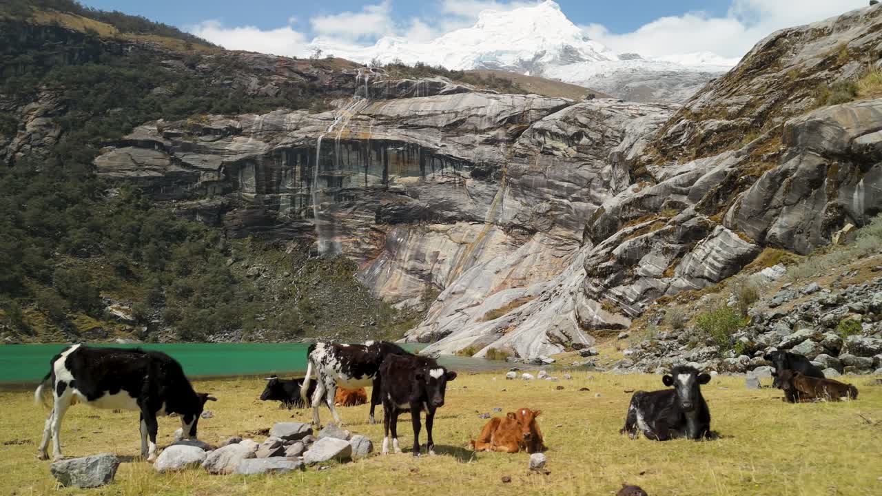 Parallax aerial shot of cows grazing and resting on a grassy field near turquoise Laguna 513, with Hualcán Mountain rising majestically in the background