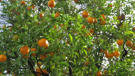 árbol verde saludable lleno de mandarinas coloridas, tiro inclinado hacia arriba