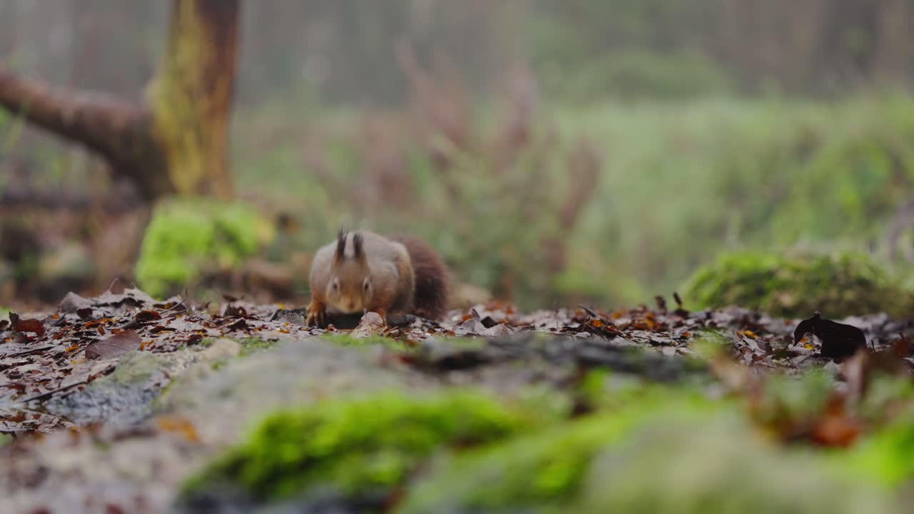 Lo scoiattolo rosso (Sciurus vulgaris) si distende sul muschio, immobile per un attimo nella soffusa luce della foresta