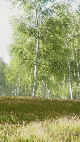 Lush green forest landscape with vibrant foliage under a clear sky