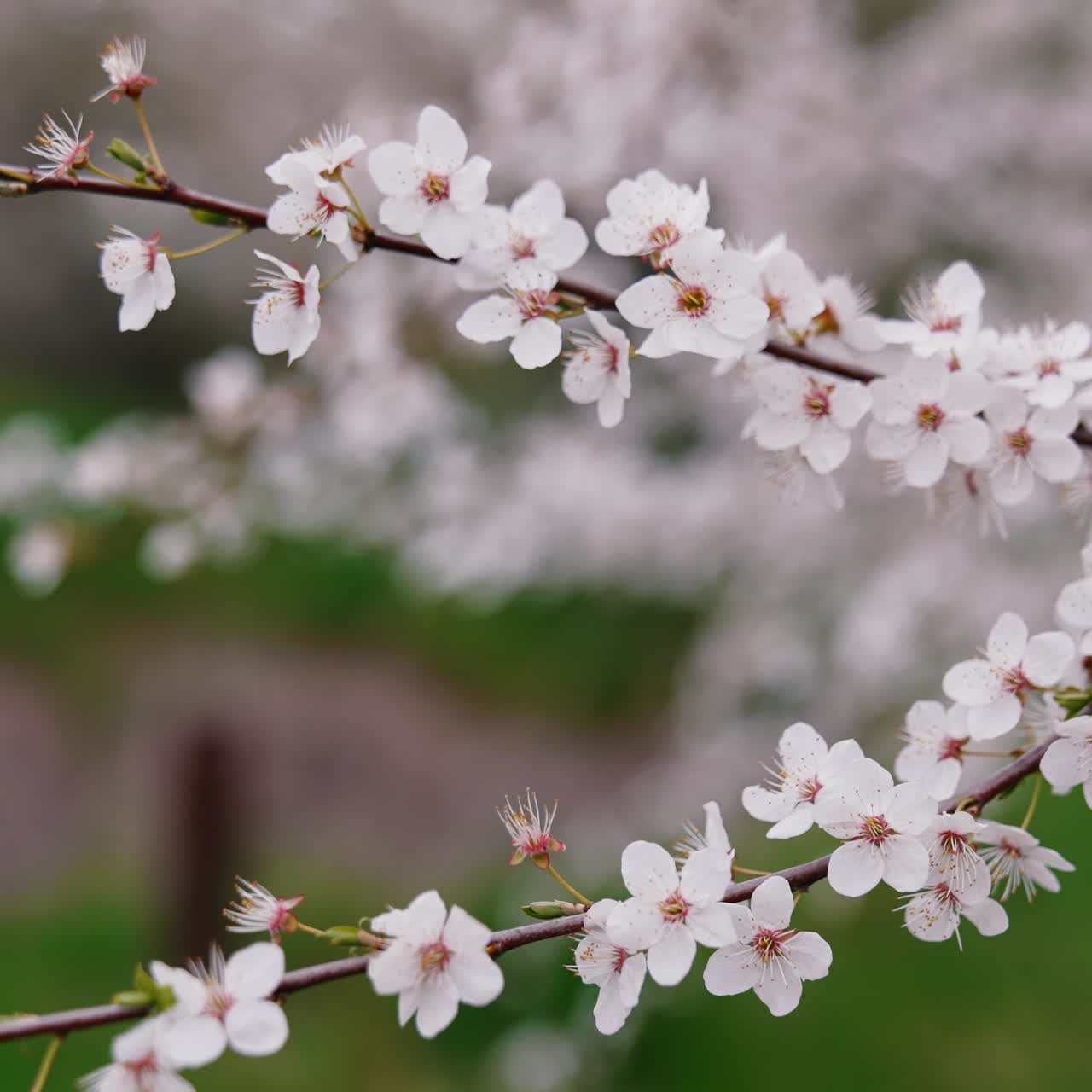 Close up of beautiful spring nature. Awesome flowers on the branch