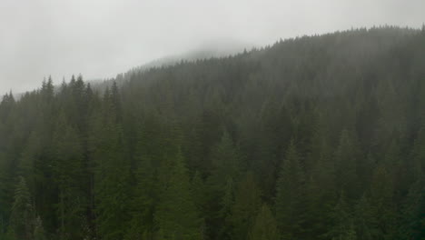 Toma-Aérea-Baja-Sobre-Un-Bosque-De-Pinos-Nublado-Bajo-La-Lluvia