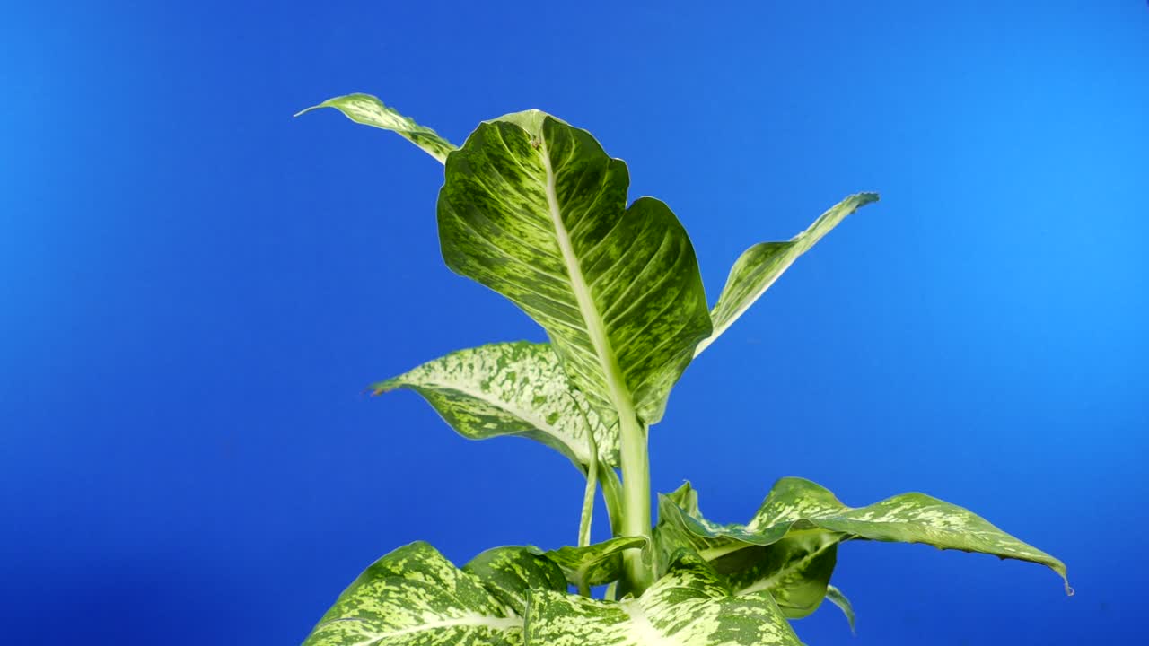 원형 열대 넓은 잎 식물 - 복합을 위한 블루 스크린