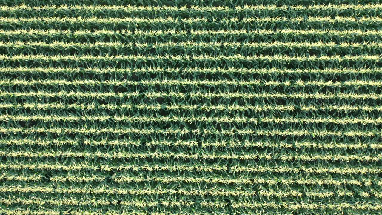 vista aérea de un campo de maíz