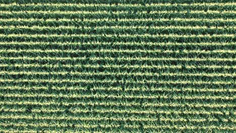 aerial view of cornfield