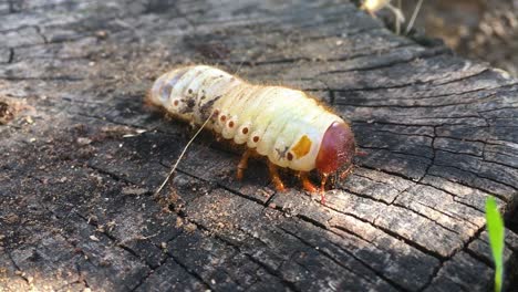 natural white larvae walking on a brown tree trunk on a spring sunny day