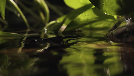 plantas en la orilla del río