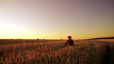 beautiful vast field of wheat at sunset. male adult farmer in hat walks by his farmland.