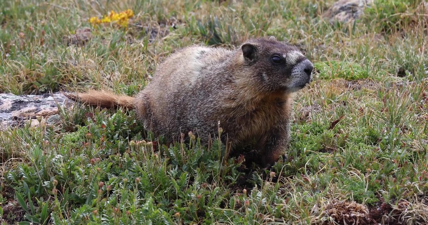Video av en gulbukket murmeldyr (Marmota flaviventer). Videoen er et nærbilde, og murmeldyret løper vekk.