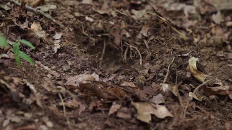 male hands digging with with pickaxe planting goldenseal, hydrastis canadensis