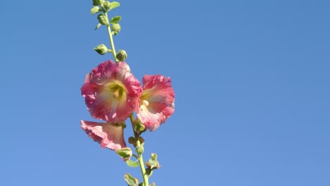 hollyhocks plants with blue sky