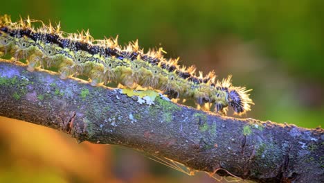 pequeña oruga de concha de tortuga (aglais urticae). la oruga urticaria se arrastra en los rayos del sol poniente.