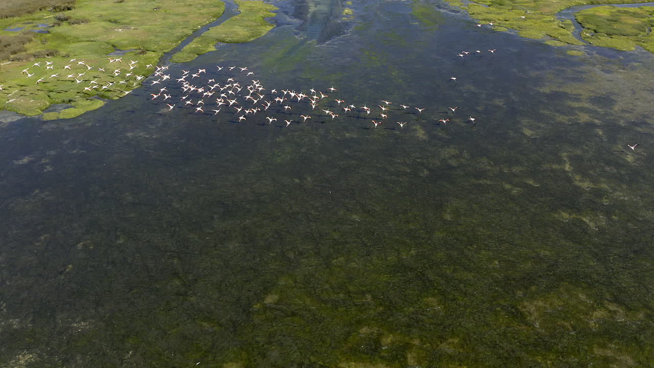 природа принадлежит птицам.