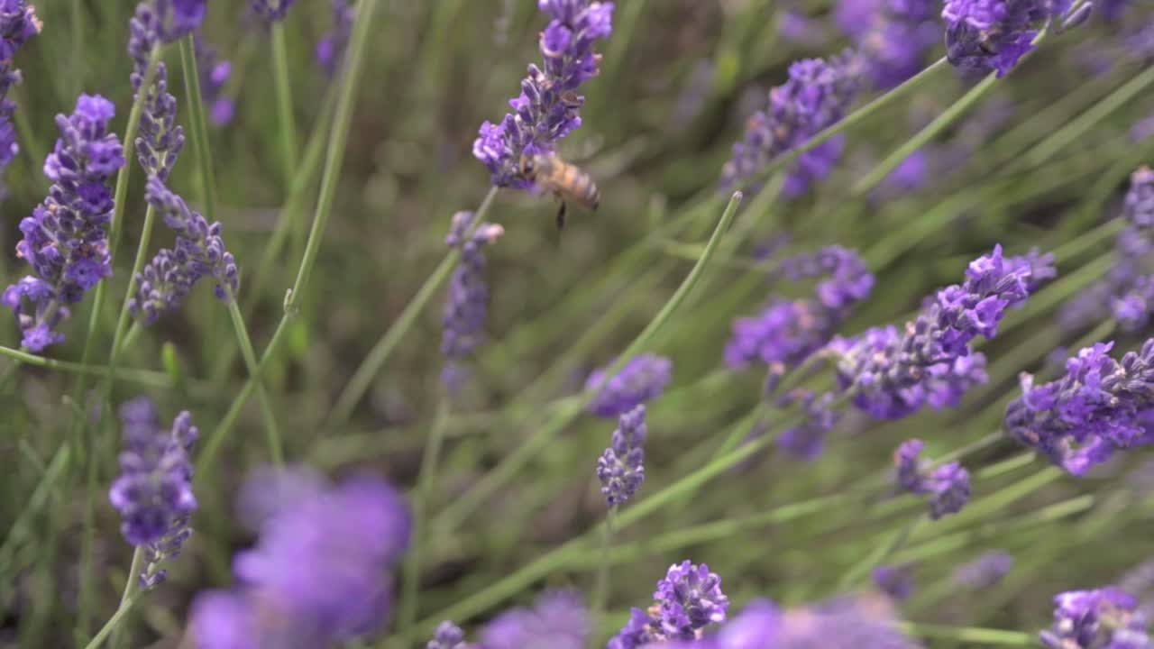 en lavanda abeja en cámara lenta