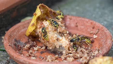 Timelapse-of-wasps-eating-a-rotting-pear