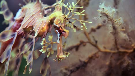 Leafy-Sea-Dragon-with-eggs-macro-close-ups-4k-slow-motion