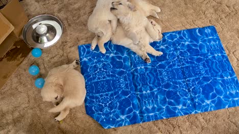 golden retriever puppies being playful inside dog pen with floor fan