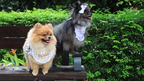 two pomeranian dogs sitting on a bench in a park