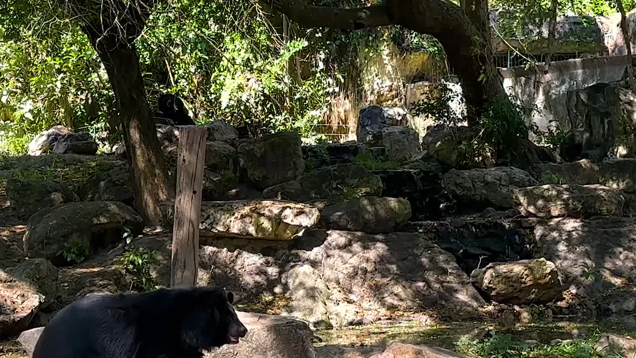 oso negro descansando en un entorno de zoológico