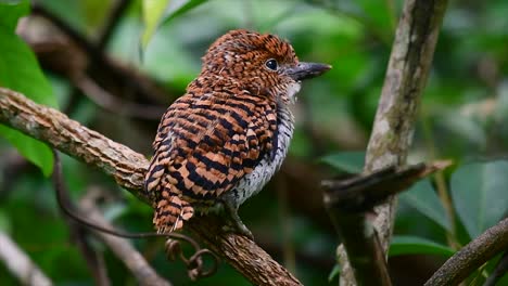 a tree kingfisher and one of the most beautiful birds found in thailand within tropical rain-forests